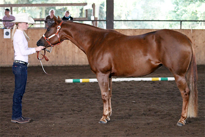 Miss Ada Power und Isabell Marr zur DQHA Stutenschau auf der Circle L Ranch Wenden