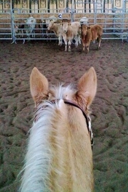 Joy beim Rindertraining